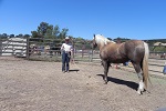 A man trains a wild horse in a show ring. BLM photo