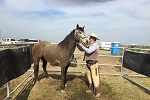 A cowboy stands with a mustang in a halter. BLM photo.