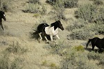 Black and white paint mustangs run in the pasture. BLM photo