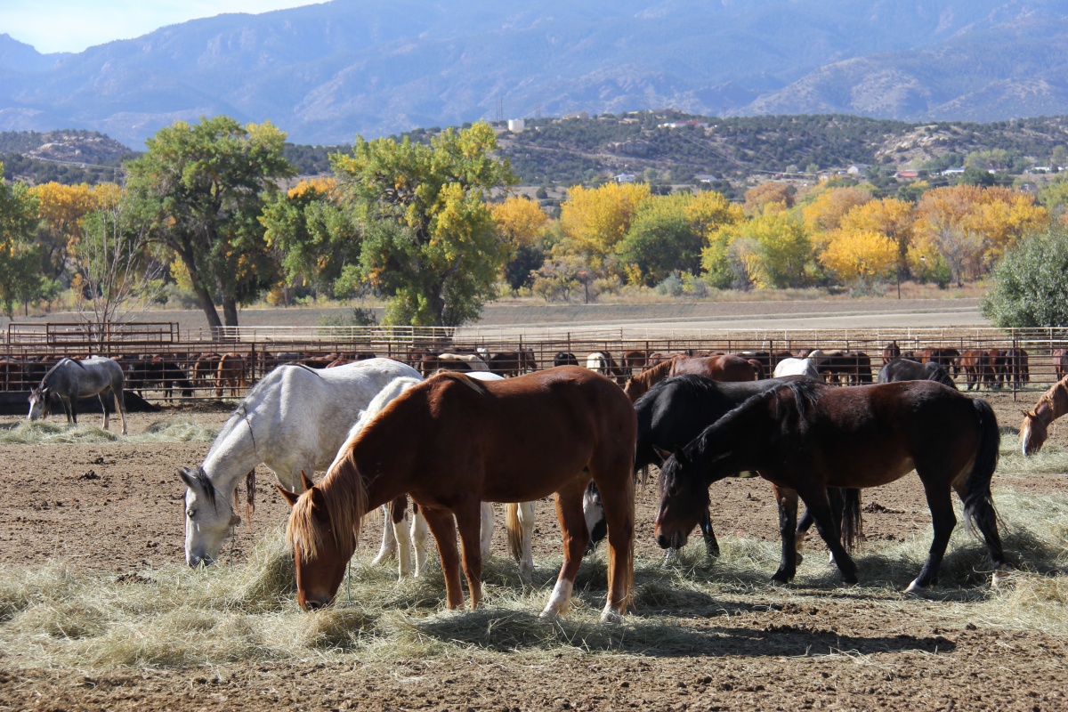 BLM Colorado's wild horse facility at the Colorado Department of Corrections.