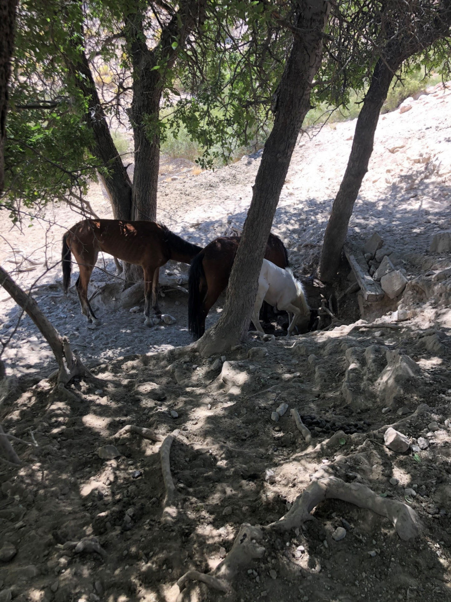 Wild horses in the Meadow Valley Mountains Herd Area paw at a spring in an attempt to reach water. 