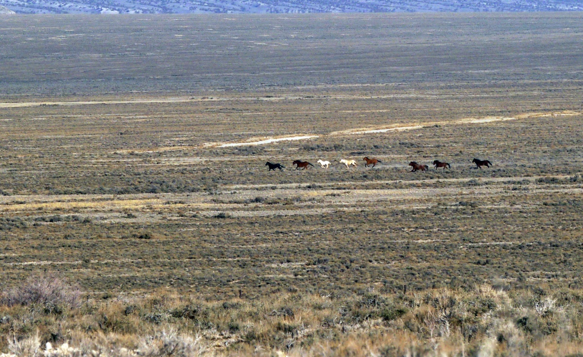 Wild horses running on public lands. 