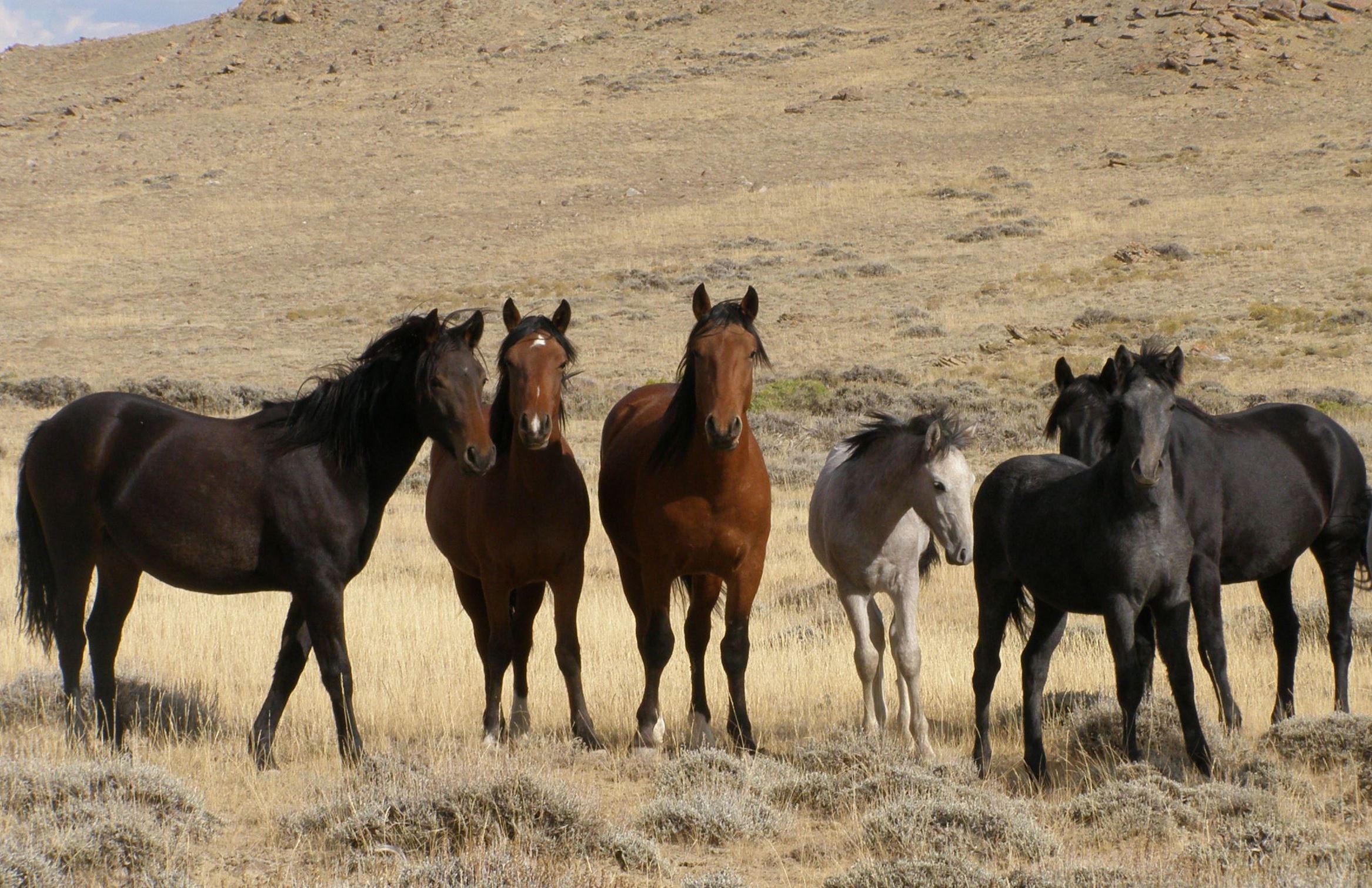 A group of wild horses on the range. 