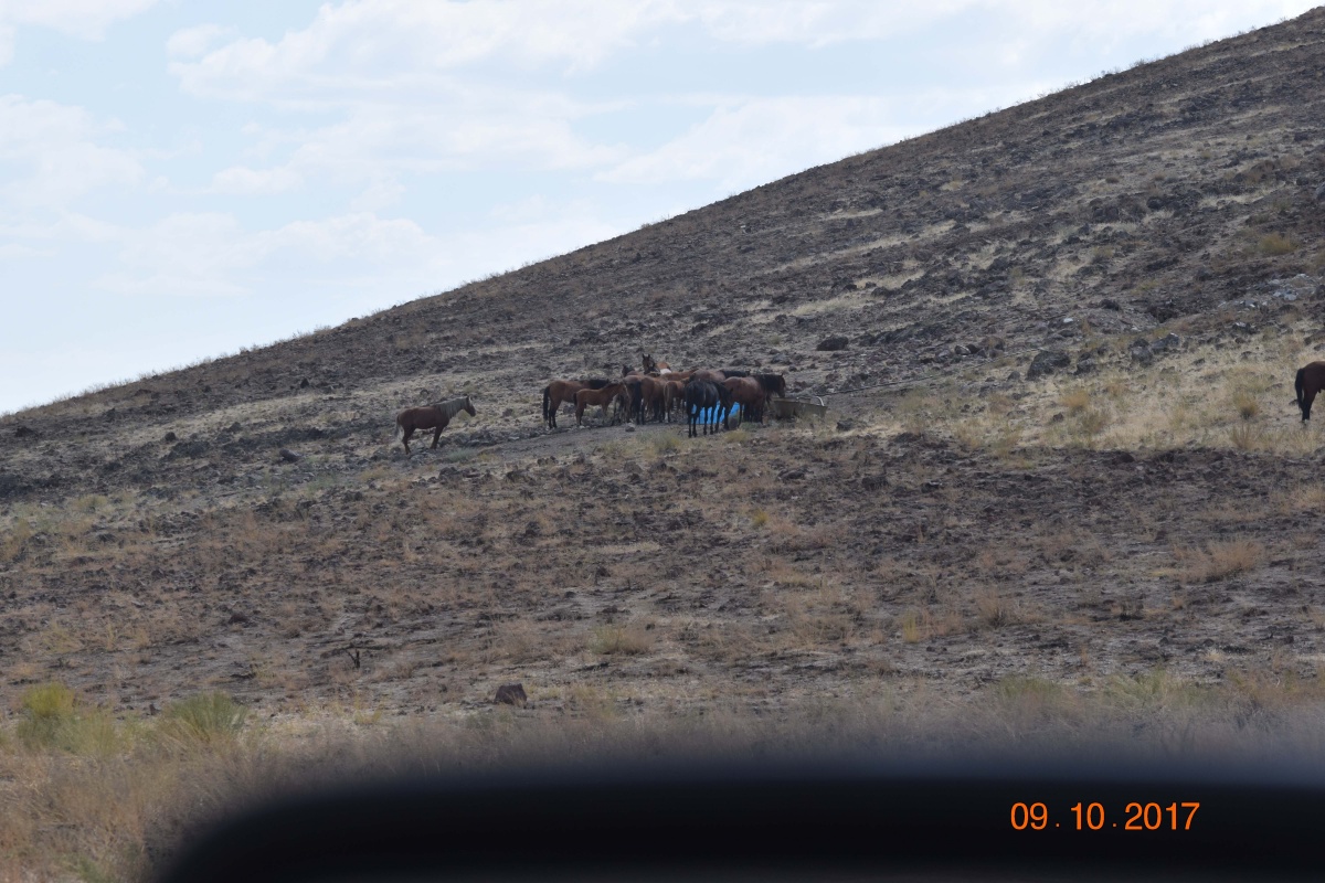A band of horses drinking on burned public lands. 