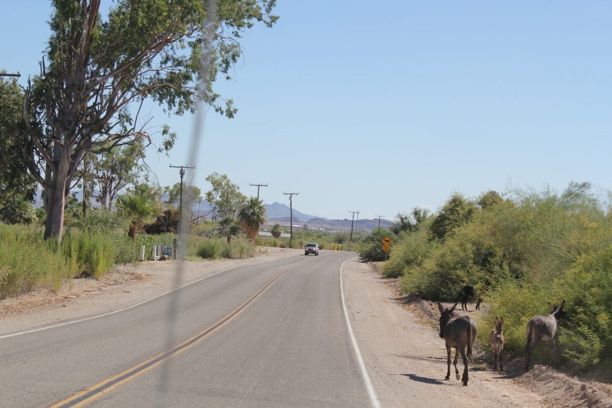 A wild burro on the side of a highway. 