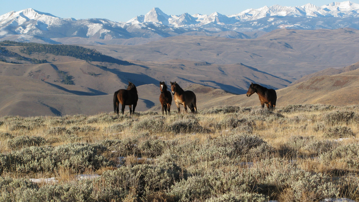 Challsi Herd Management Area