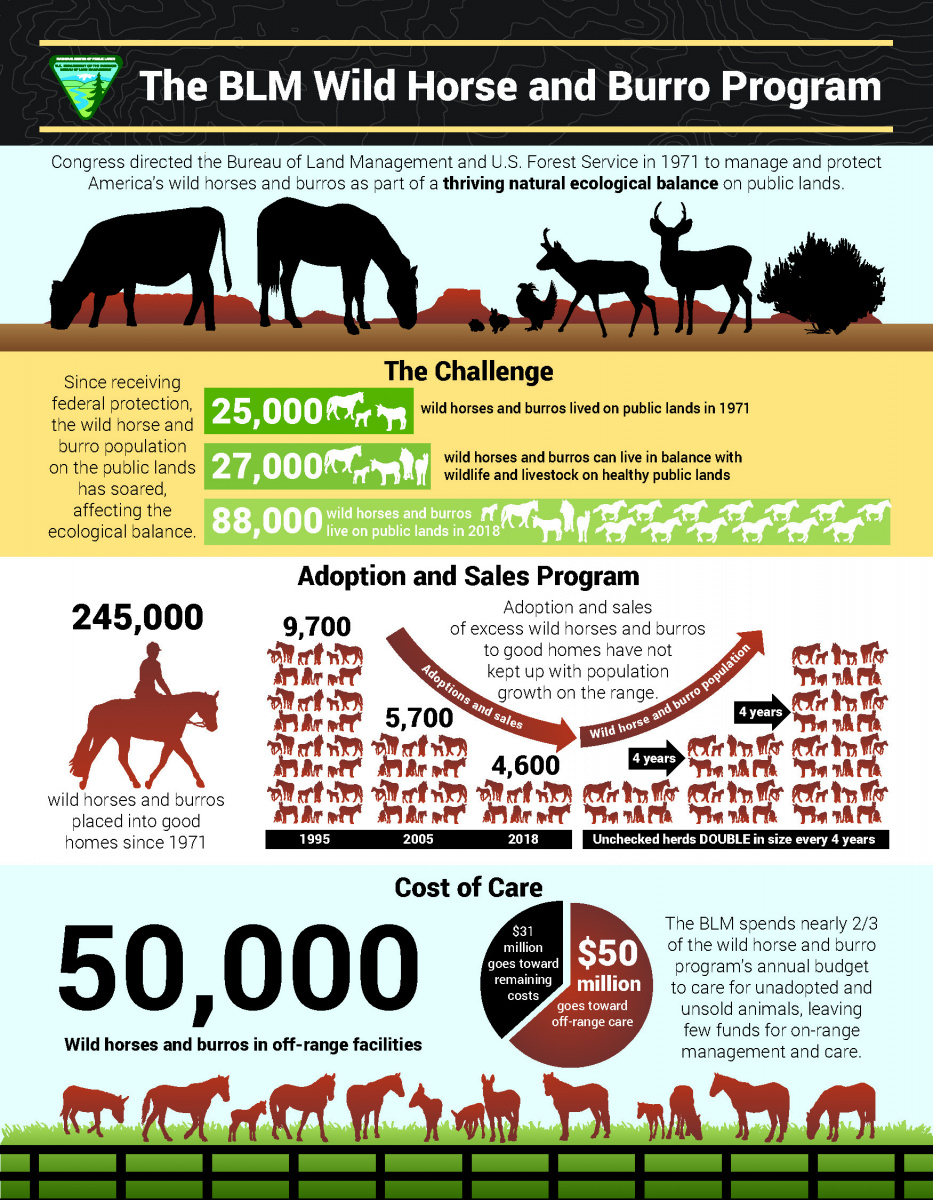 Types Of Horses Chart