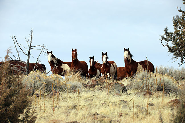 A band of wild horses on public lands. 