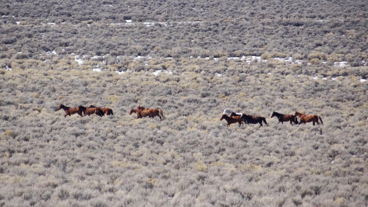 Horses running on public lands. 