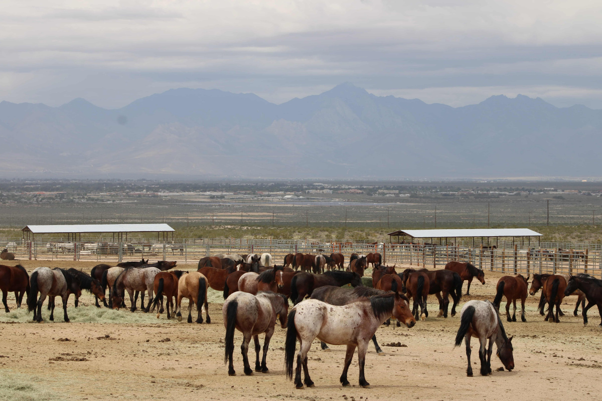 Wild horses standing in a pen at the Ridgecrest facility