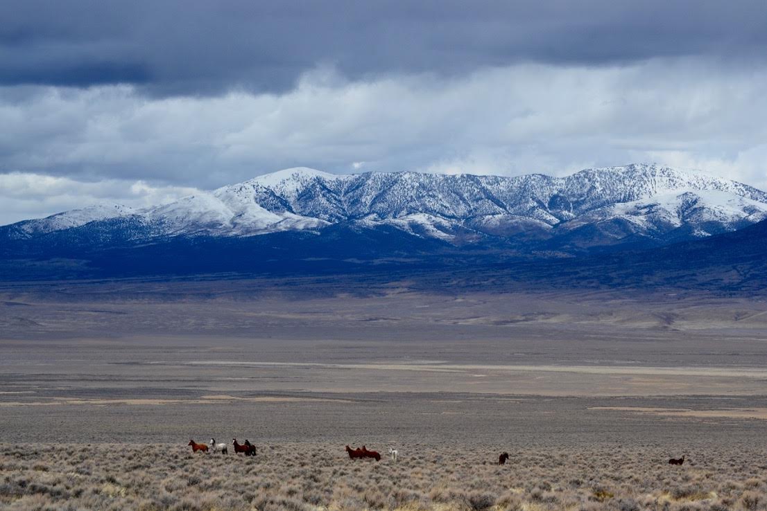 Wild horses running on a plain in front of a mountain. 