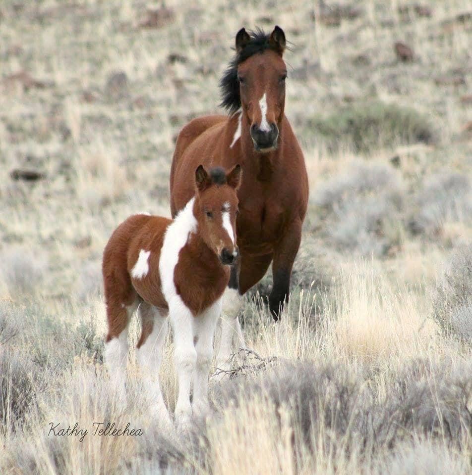 Two horses on the range. 