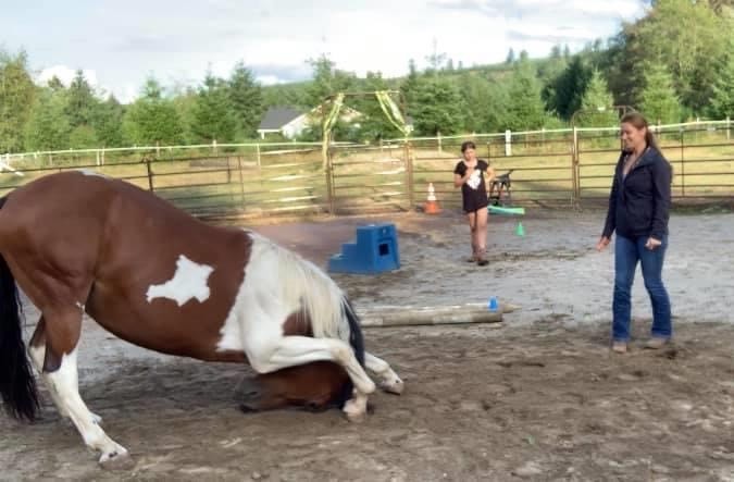 Trainer with a horse bowing. 