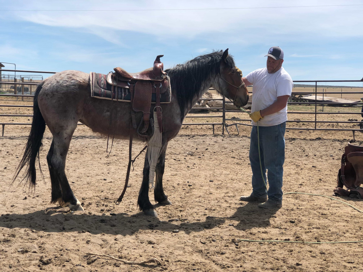 Brad smooth starting the saddling process. 