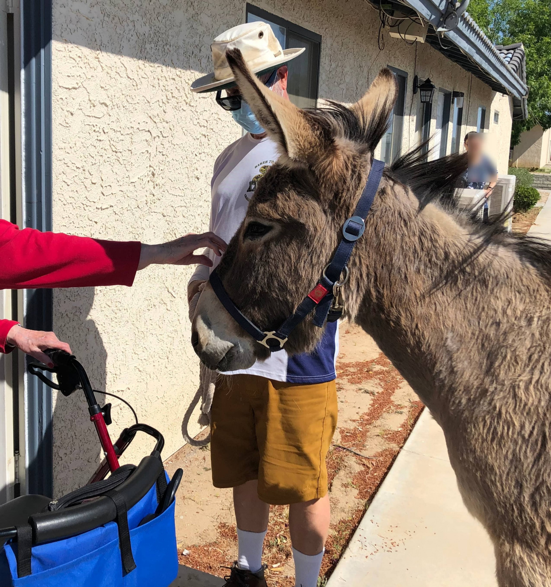 Man with mask stands with burro. 