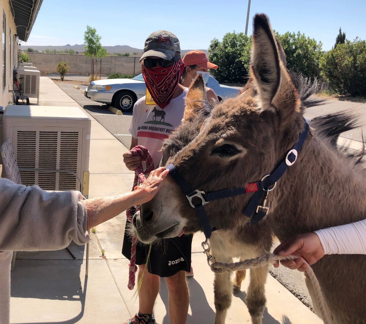 Two burros getting pet by people. 
