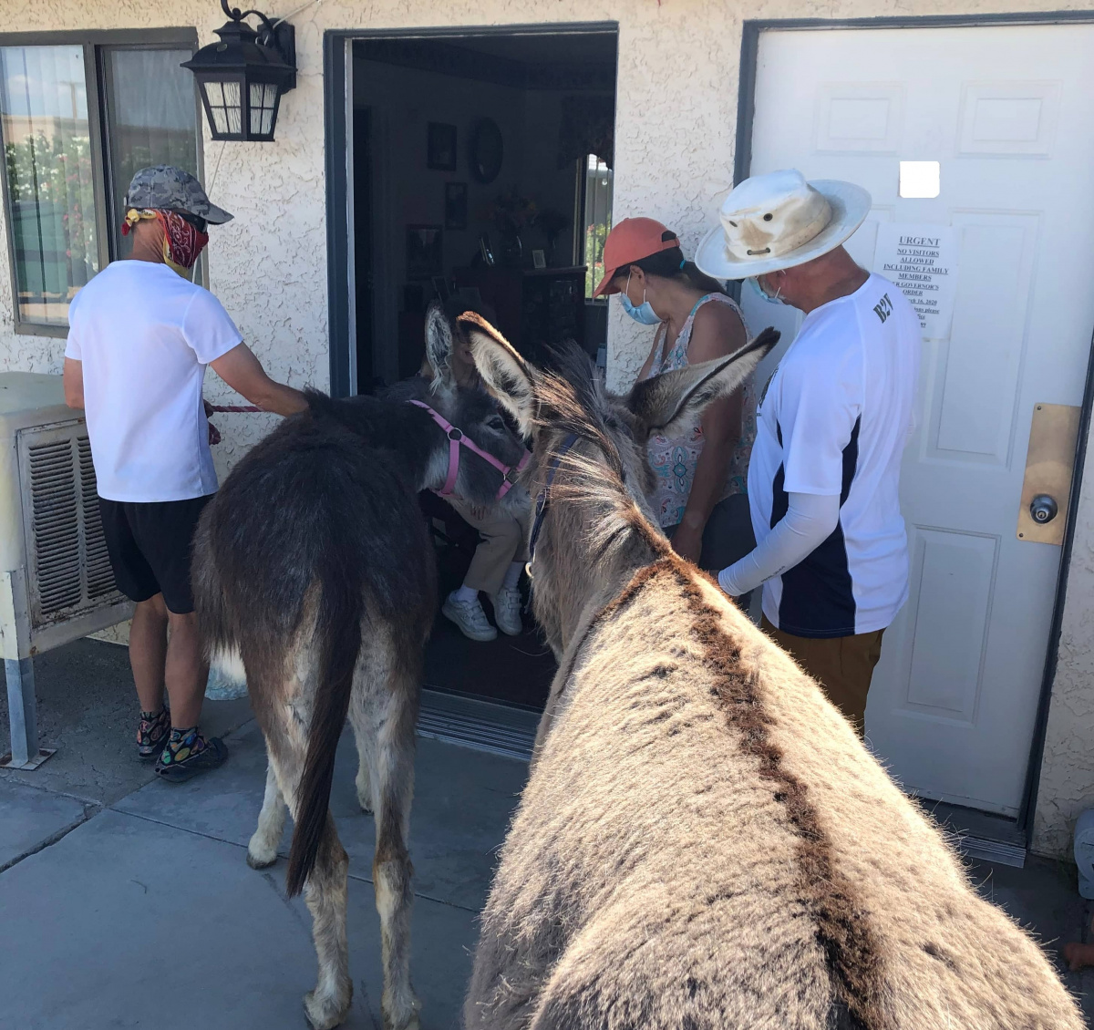 Burros being led into a facility. 