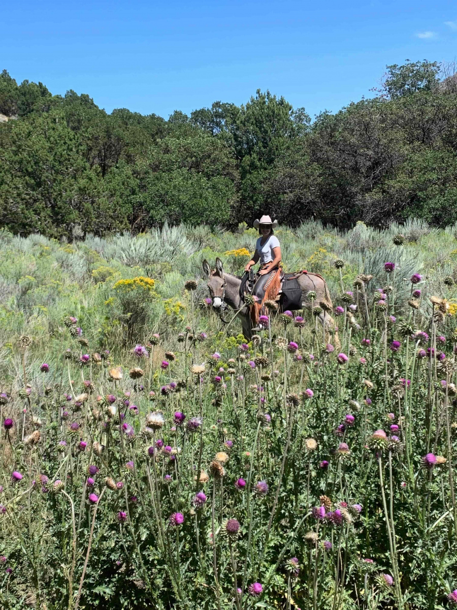 Burro and rider in a field of flowers.