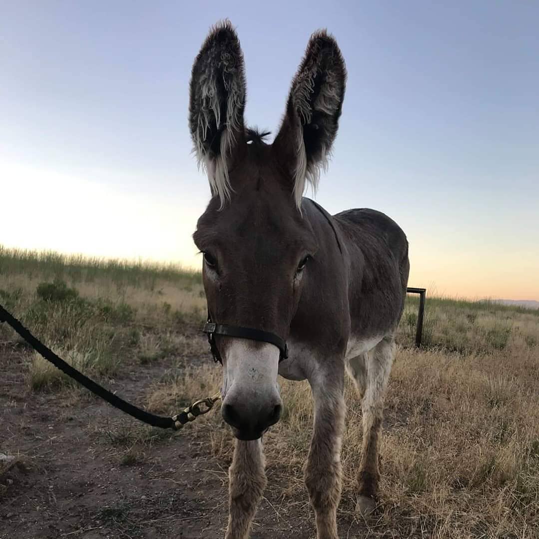 Wild burro