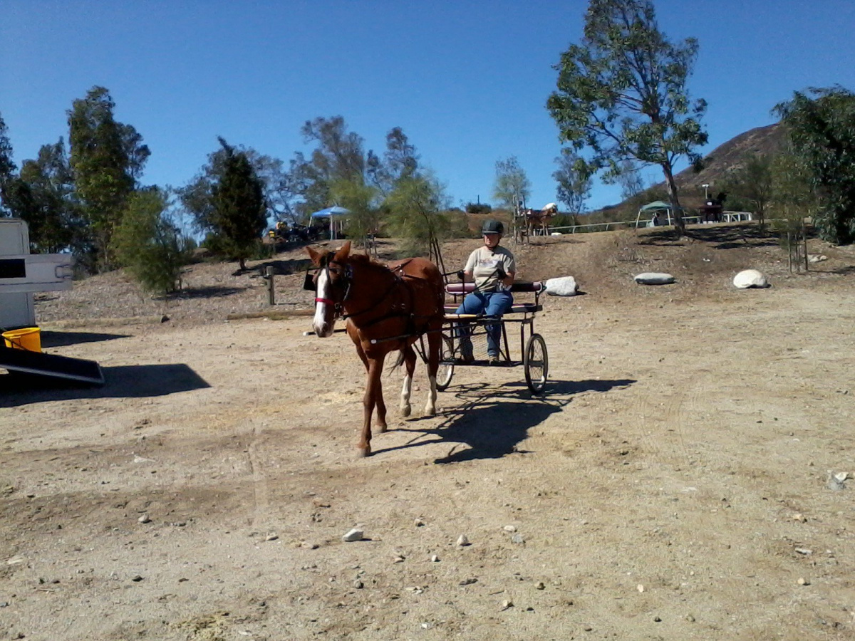 Horse pulling cart. 