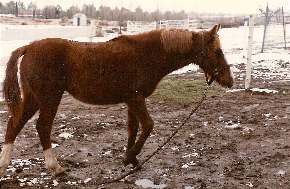 A brown horse in a pen with snow. 