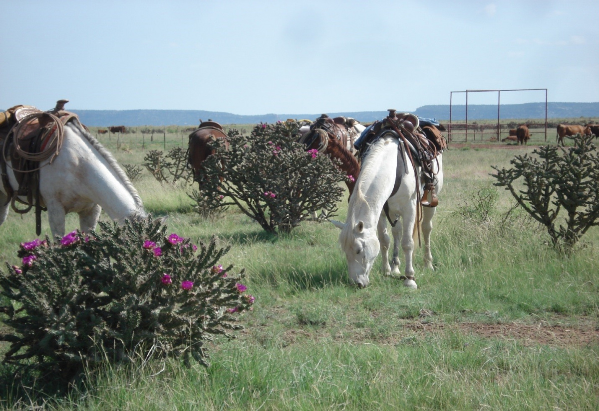 A group of saddled horses, grazing. 