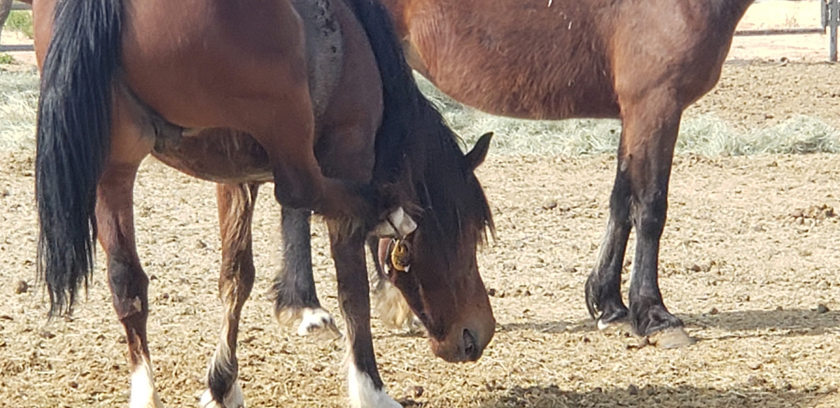 Mare with hoof caught in mane. 