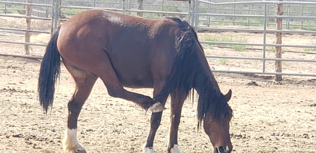 Mare with her hoof caught in her mane. 