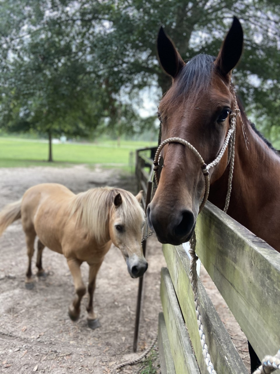A brown horse and a lighter horse in a pen. 
