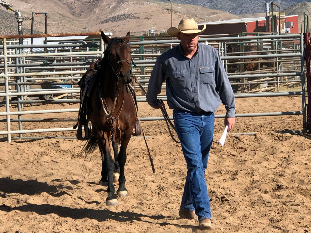 Man walks with horse in halter. 