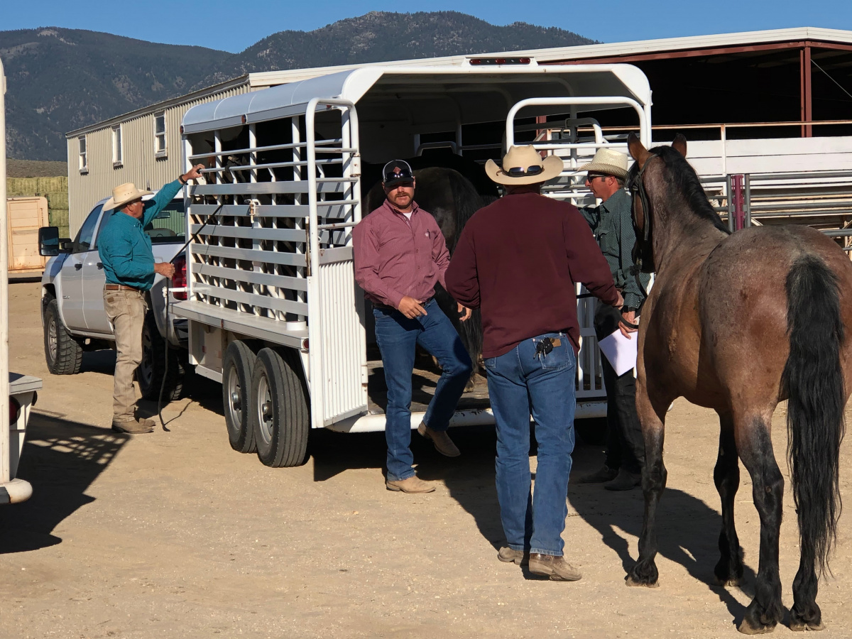 Four men load a horse into a trailer 