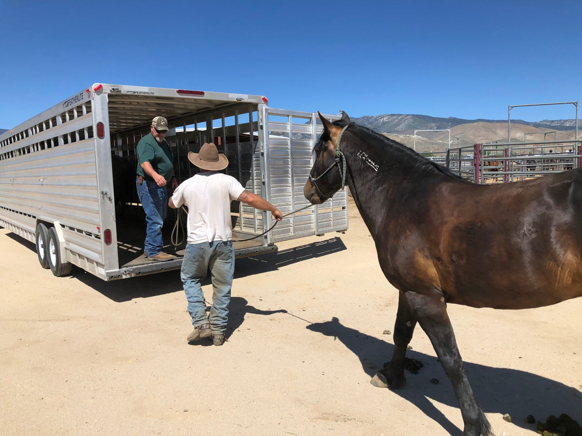 Man hands haltered horse to another man in a trailer. 