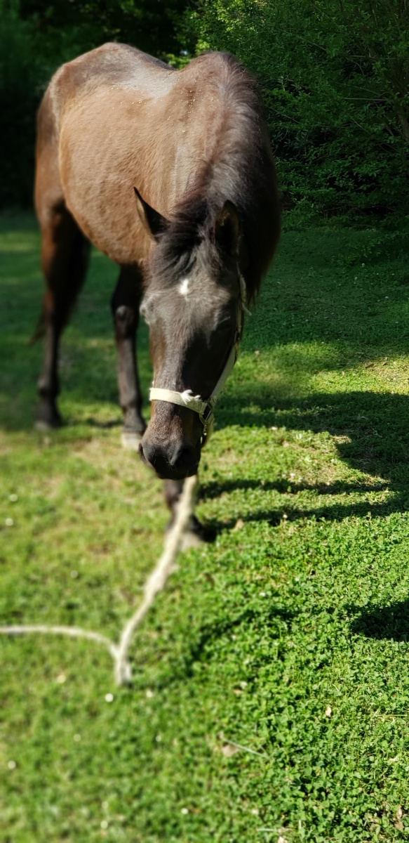 A brown horse in a green pasture. 