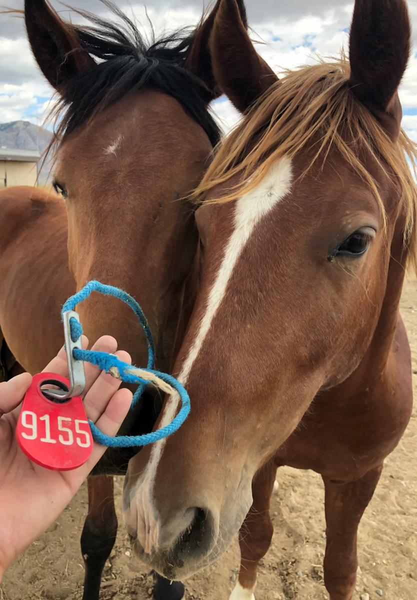 A horse and a tag with 4 numbers on it. 