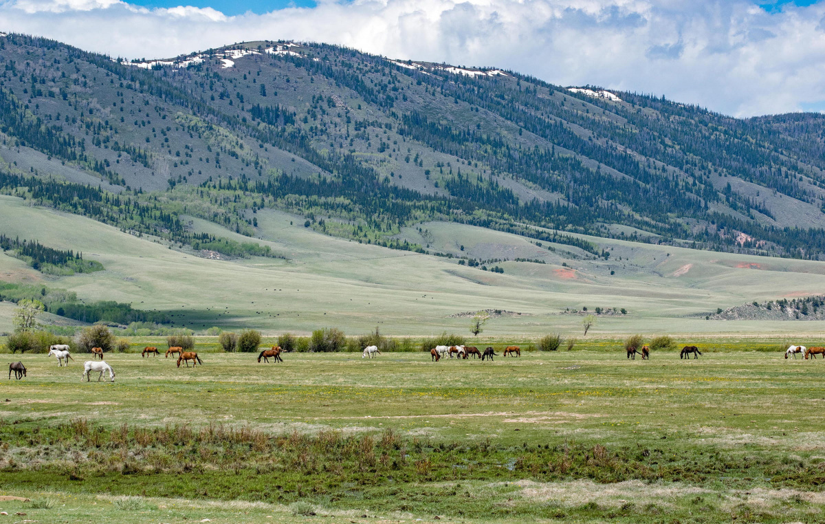 Wild horses graze a field in front of mountains. 
