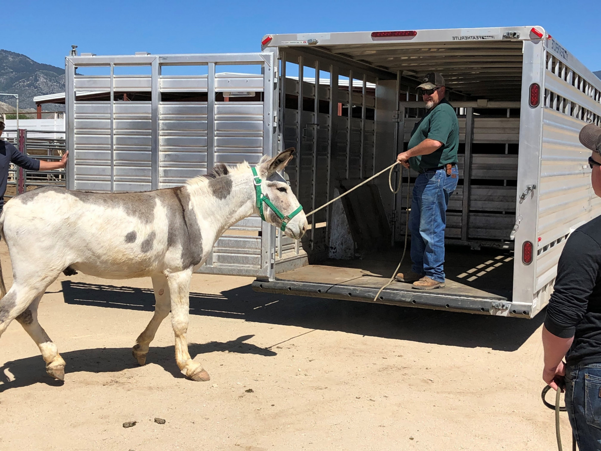 Man loads burro into horse trailer. 