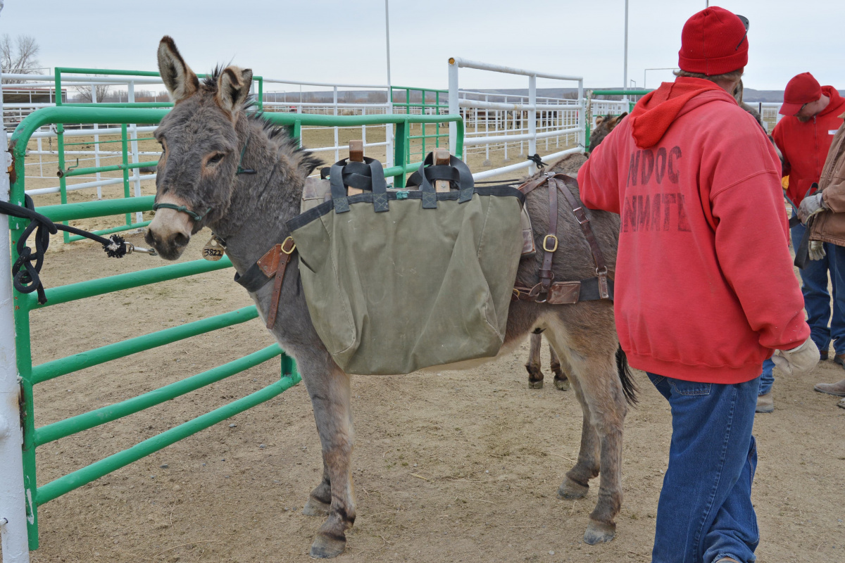 Man stands with burro. 