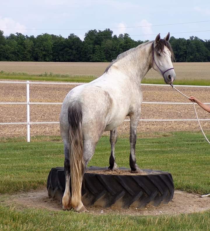 White horse on a step. 