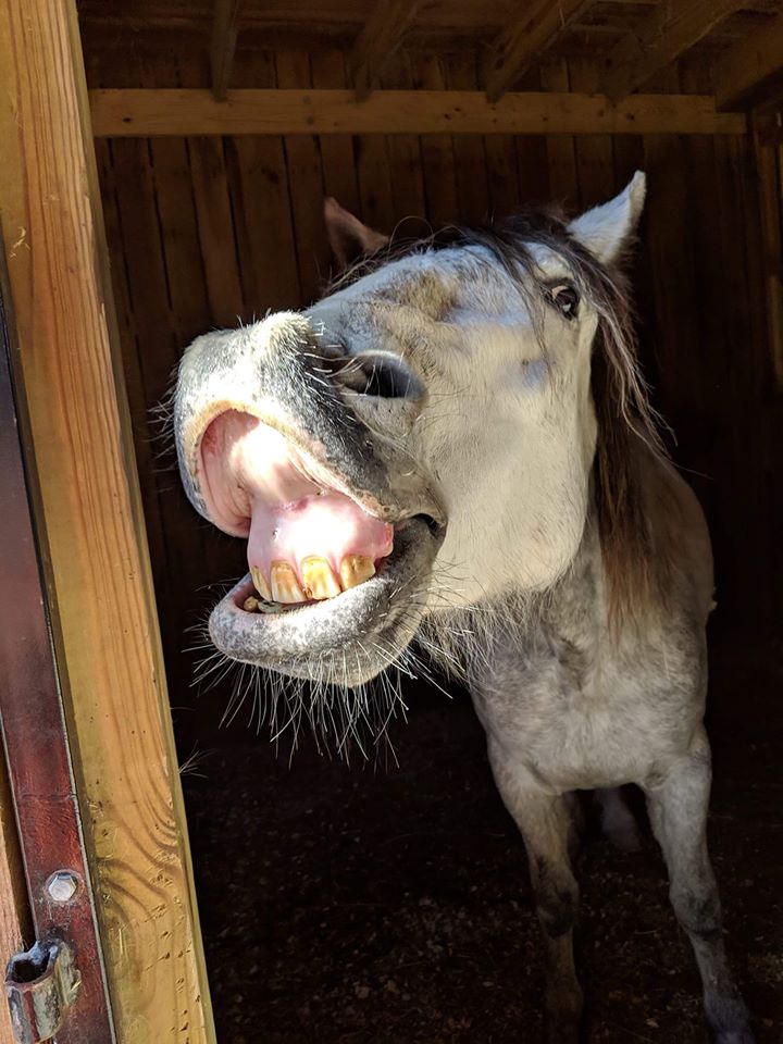 Gray horse making funny face. 