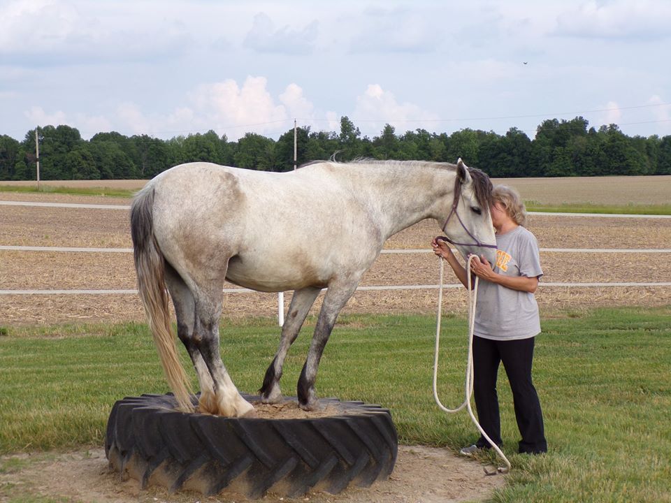 Horse on a tire with person standing nearby. 