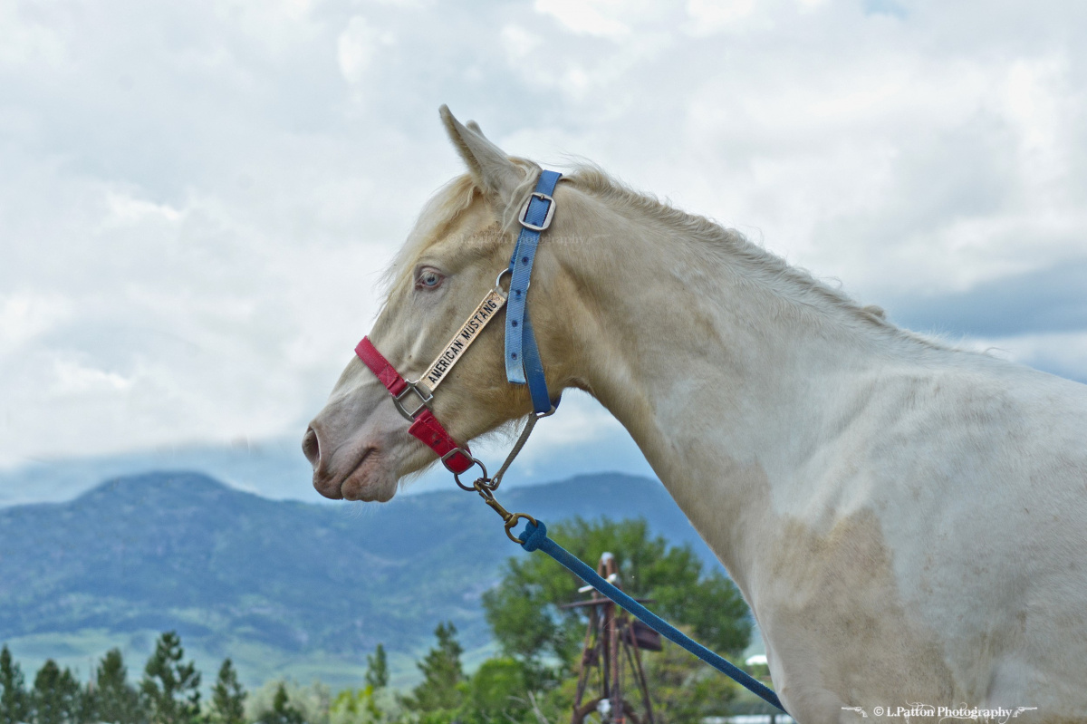 A picture of a horse's face and neck with a halter on