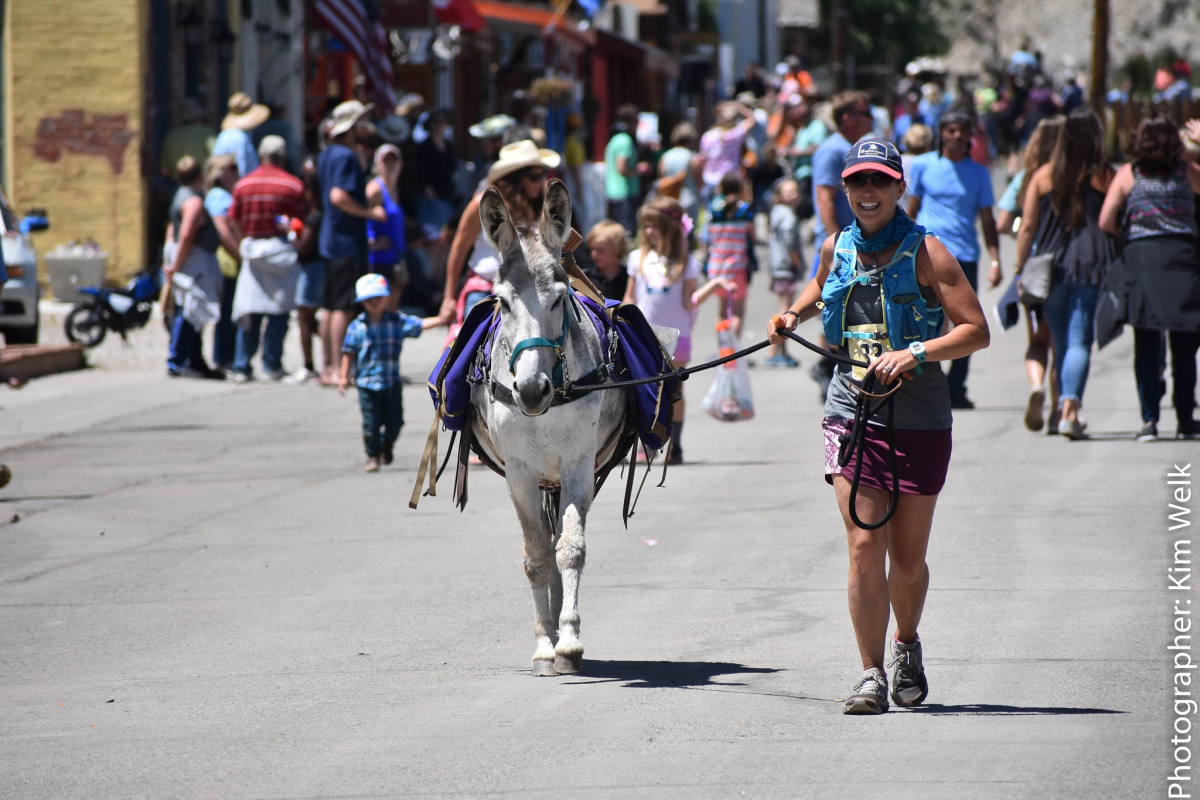 A burro being led on a lead in a busy street. 