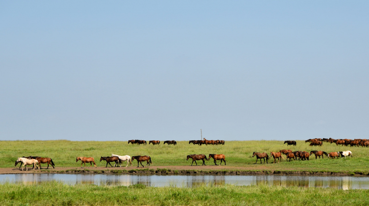 Wild horses near a body of water. 