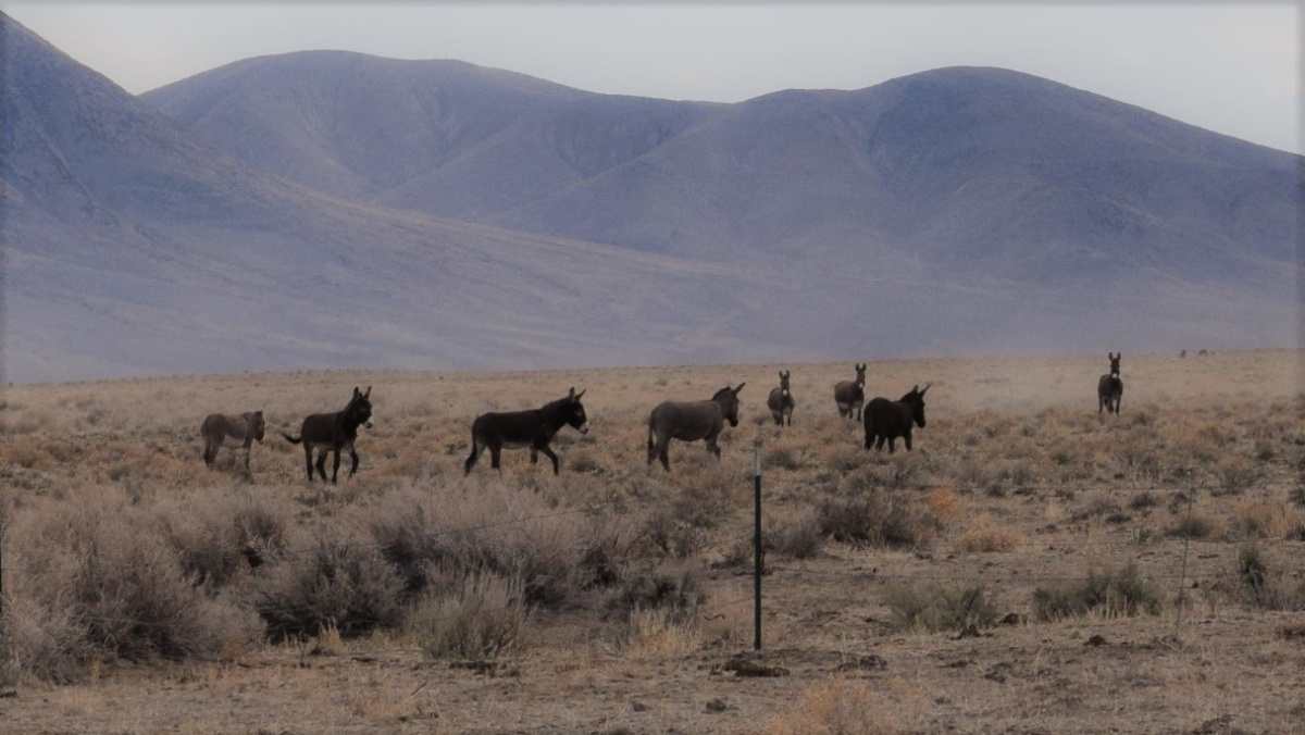 Picture of eight wild Burros in the dry desert of the Shawave Mts HMA taken in the Spring of 2020