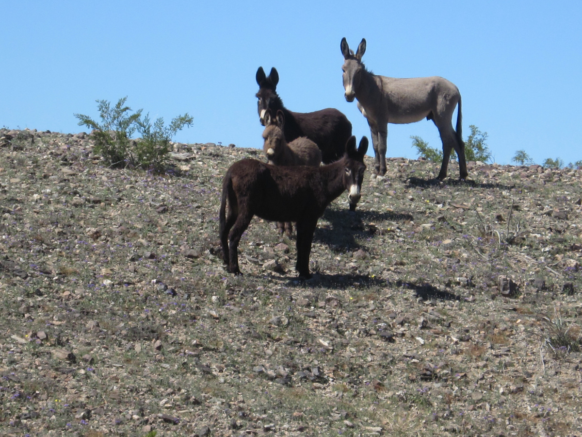 Four burros standing on a rocky hillside. 