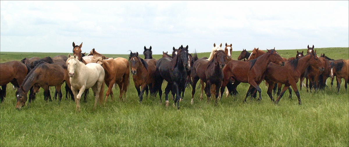 Image result for Antelope or Triple wild horse