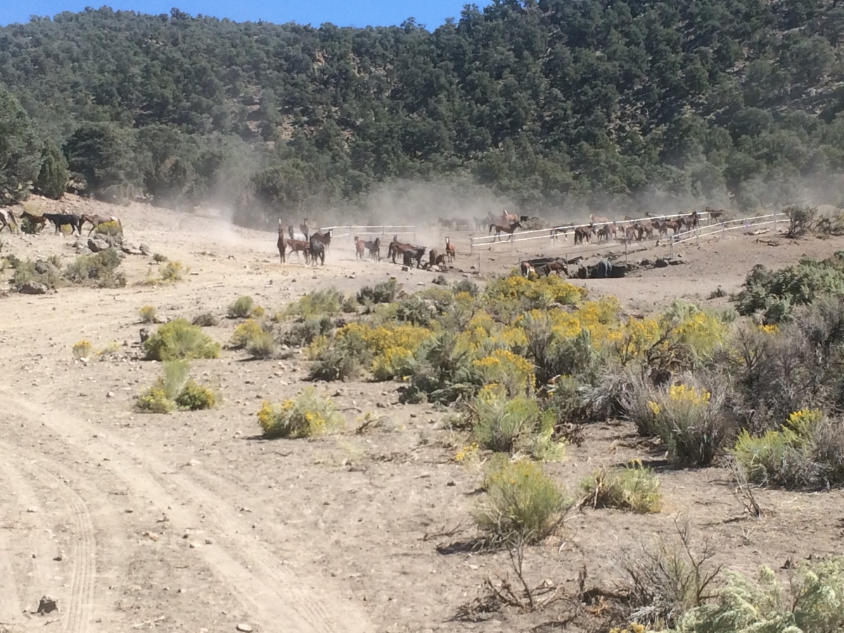 Wild horses near a spring