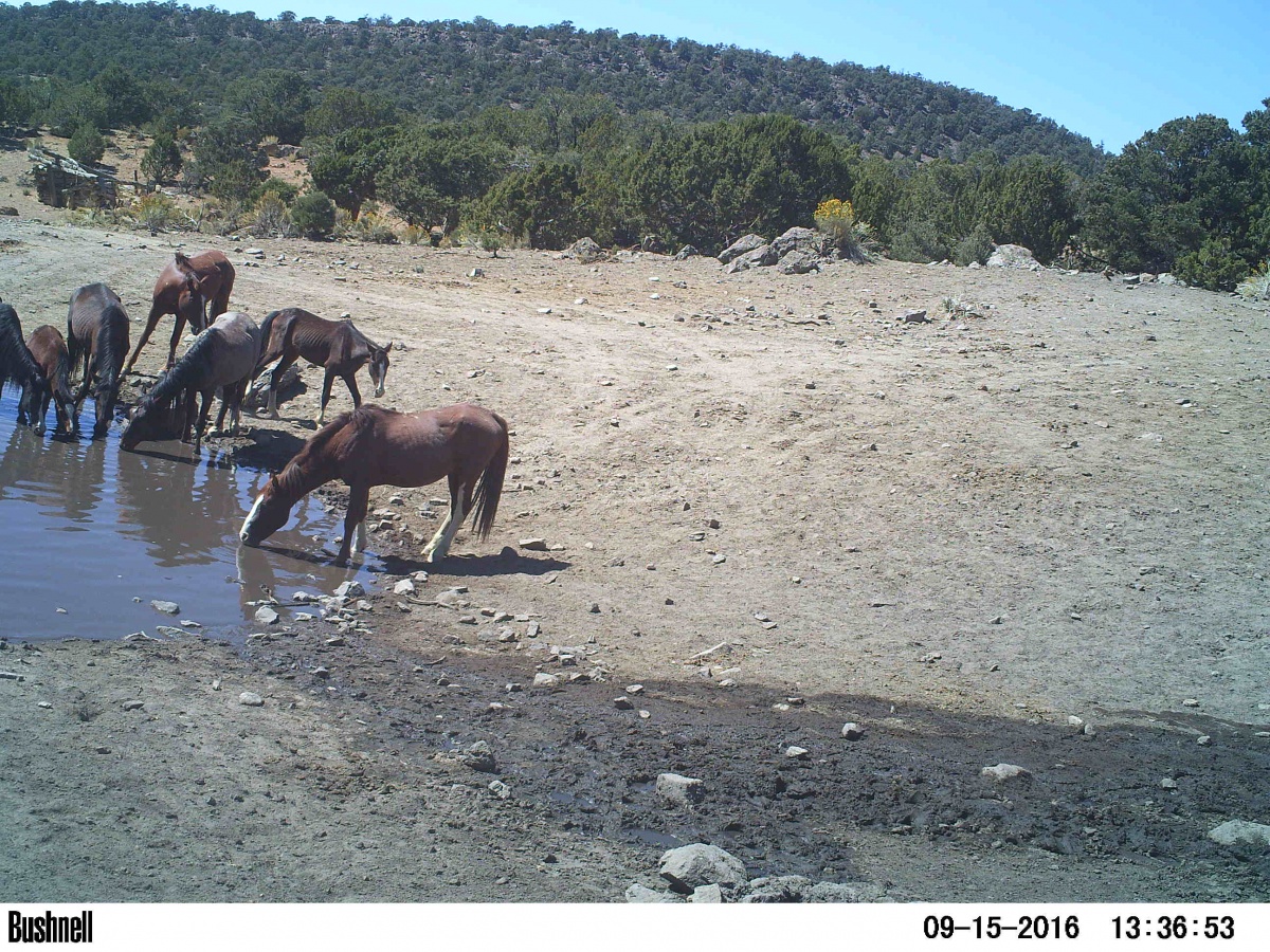 Wild horses drinking from a spring