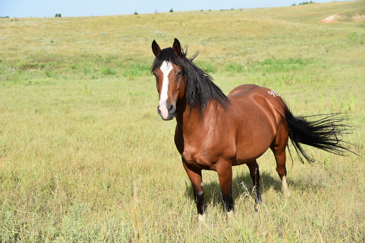 A brown horse standing in a grassy field. 