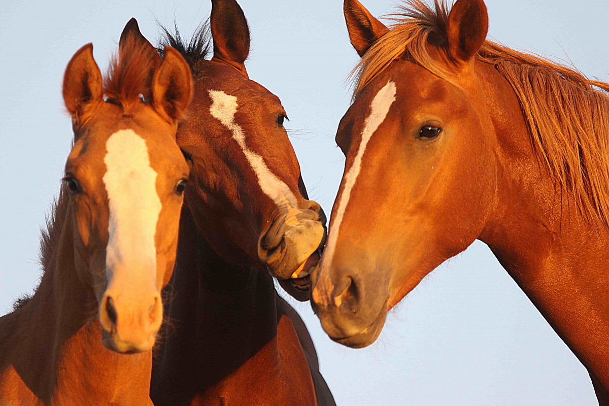 Four horse heads, one biting the lip of another